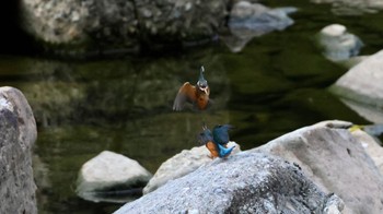 Common Kingfisher 篠山 Sat, 9/30/2023