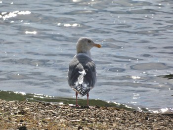 Slaty-backed Gull Lake Toya (Toyako) Wed, 9/27/2023