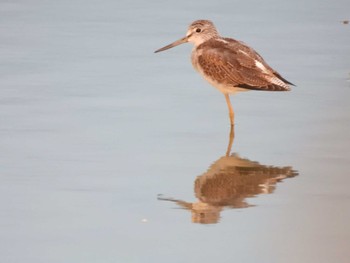 2023年9月30日(土) 伊佐沼の野鳥観察記録