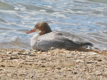 Common Merganser Lake Toya (Toyako) Wed, 9/27/2023