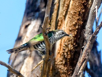 ヨコジマテリカッコウ Australian Botanic Garden(Mt Annan) 2023年9月30日(土)