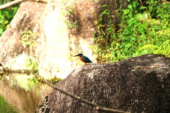 カワセミ 桧原公園(常滑市) 2023年9月26日(火)