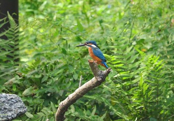 2023年9月26日(火) 桧原公園(常滑市)の野鳥観察記録