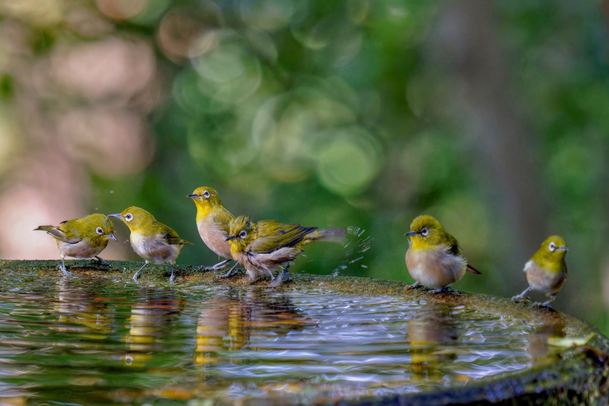 Warbling White-eye