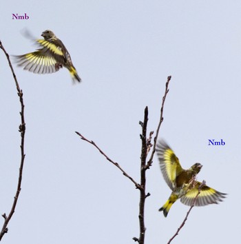 Grey-capped Greenfinch Unknown Spots Unknown Date