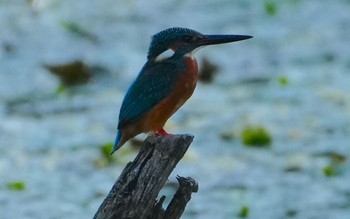 Sat, 9/30/2023 Birding report at 千里南公園