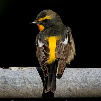 Narcissus Flycatcher Hegura Island Thu, 5/5/2016