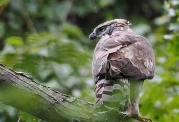 2023年9月30日(土) 宮城沢林道(札幌市西区)の野鳥観察記録