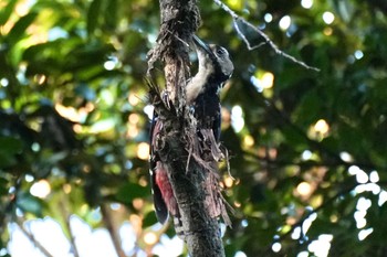 White-backed Woodpecker(owstoni) Amami Nature Observation Forest Thu, 9/21/2023