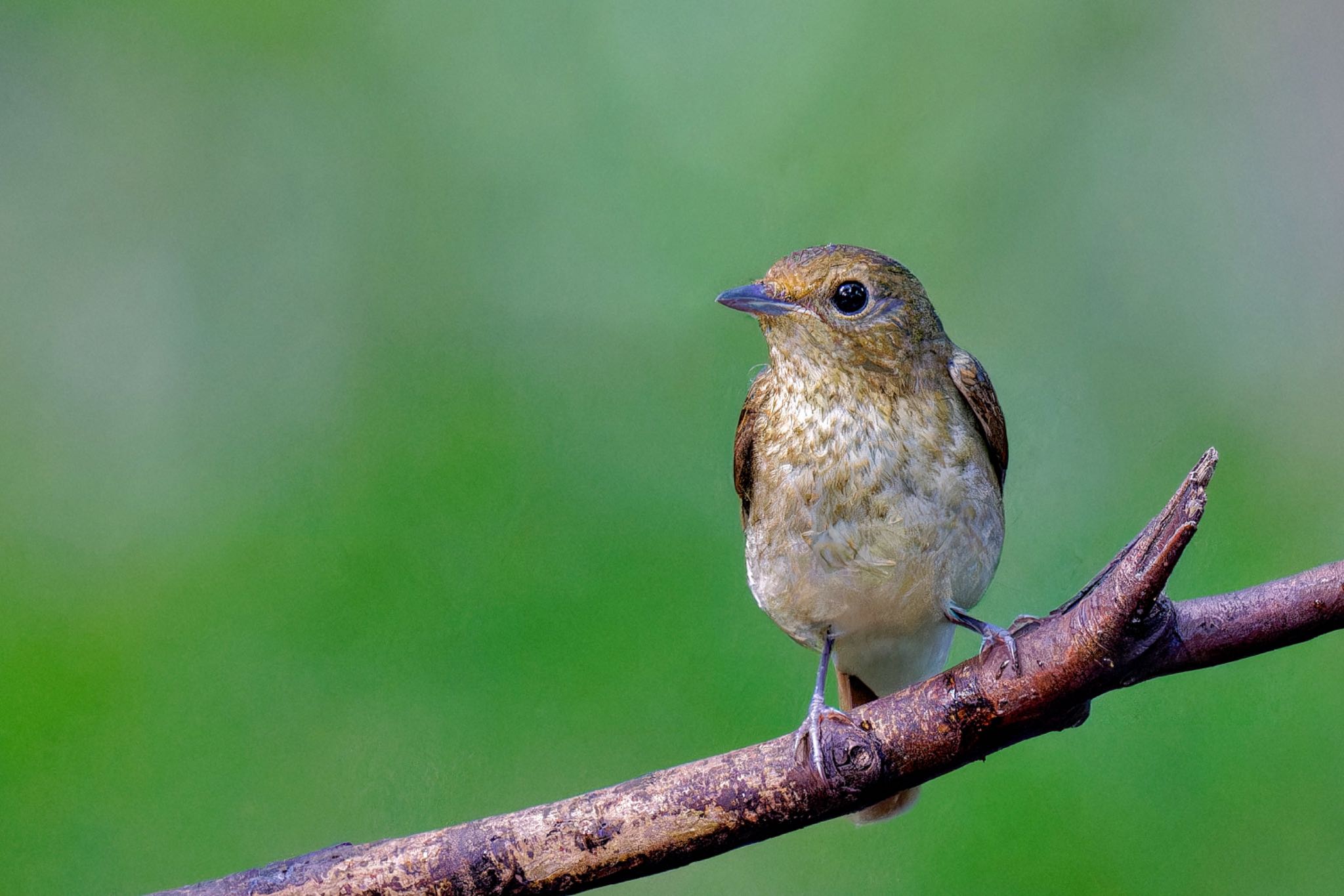 Narcissus Flycatcher