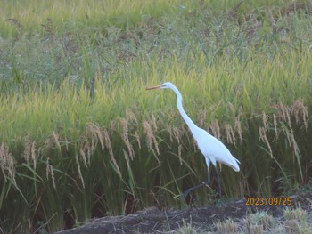 ダイサギ 境川 2023年9月25日(月)