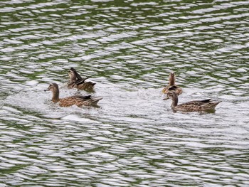 2023年9月23日(土) 東京港野鳥公園の野鳥観察記録