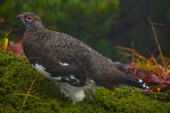 ライチョウ 場所が不明 2023年9月27日(水)