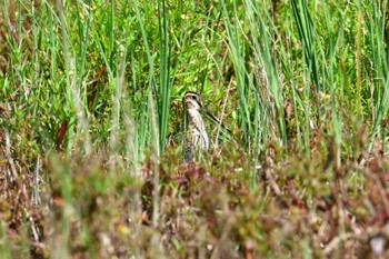 Latham's Snipe Unknown Spots Fri, 8/18/2023