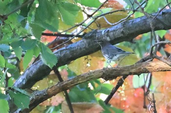 Japanese Thrush 北海道 函館市 東山 Fri, 9/29/2023