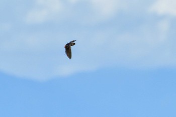 Red-rumped Swallow Unknown Spots Sat, 9/2/2023