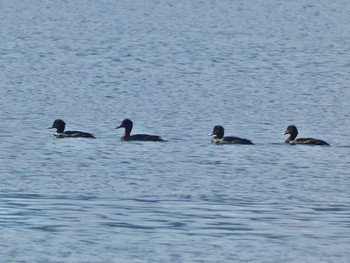 Tufted Duck Lake Toya (Toyako) Wed, 9/27/2023