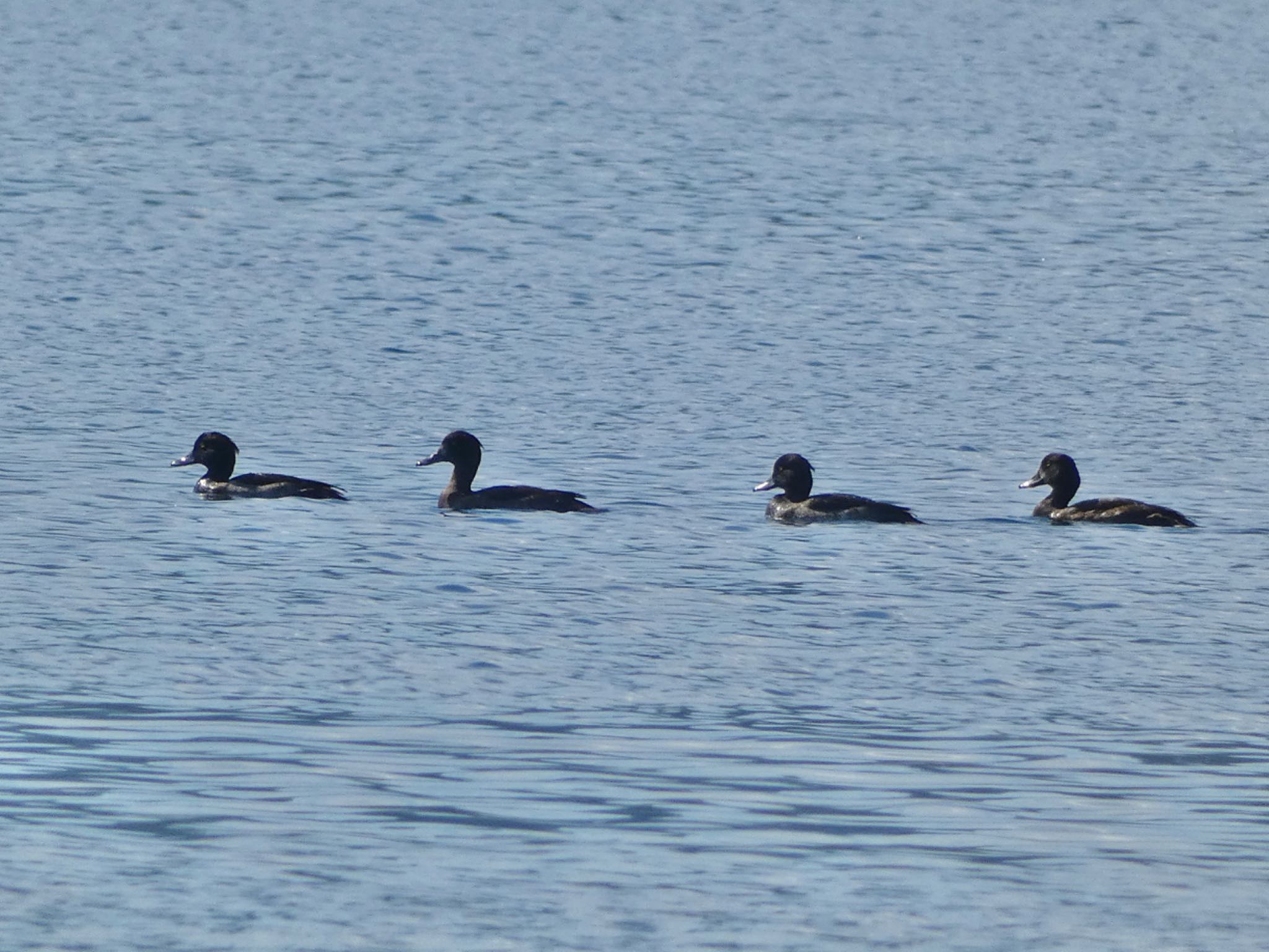 Photo of Tufted Duck at Lake Toya (Toyako) by 純ちゃん