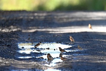 Amur Stonechat JGSDF Kita-Fuji Exercise Area Sun, 9/24/2023