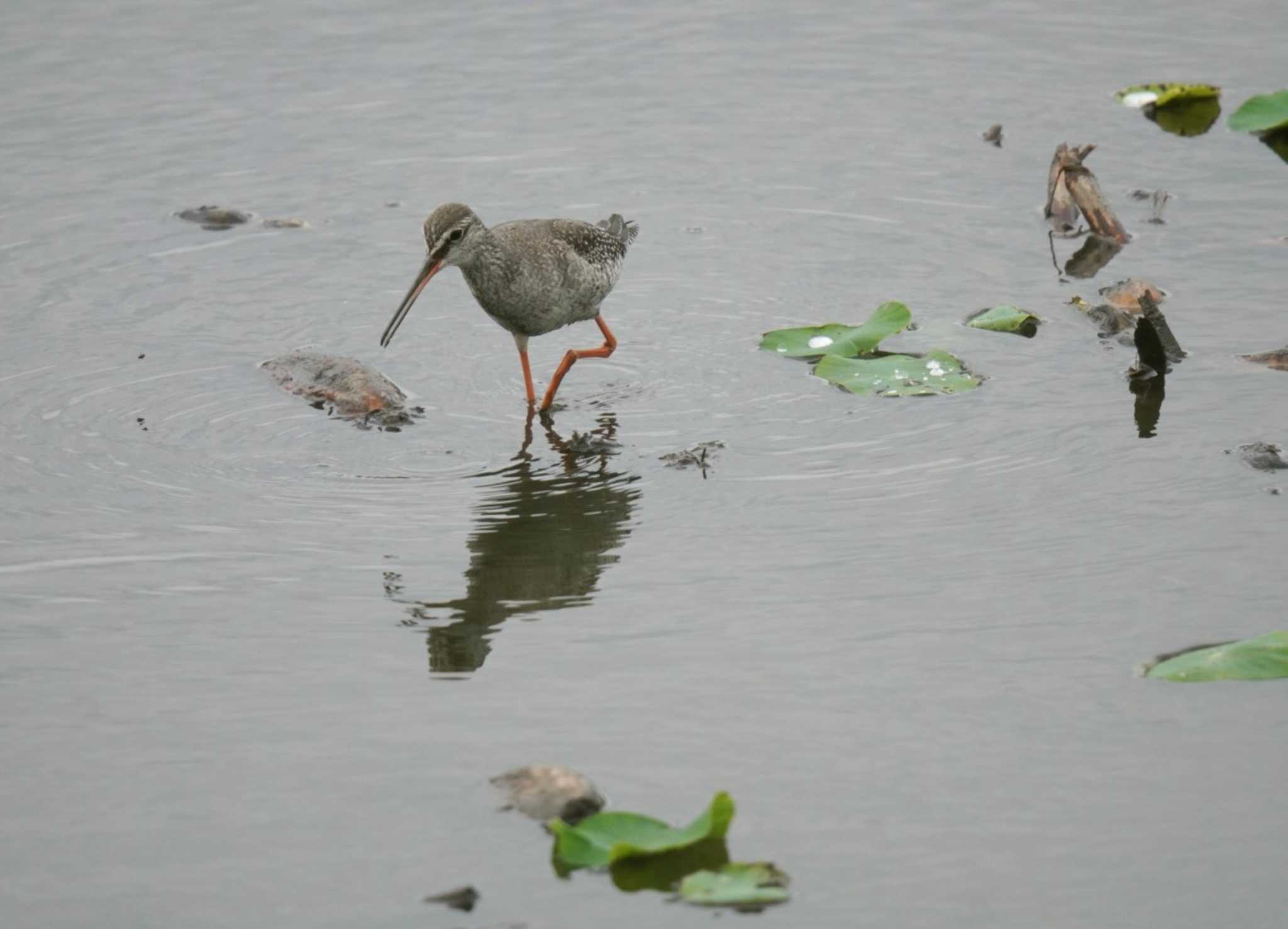 Spotted Redshank