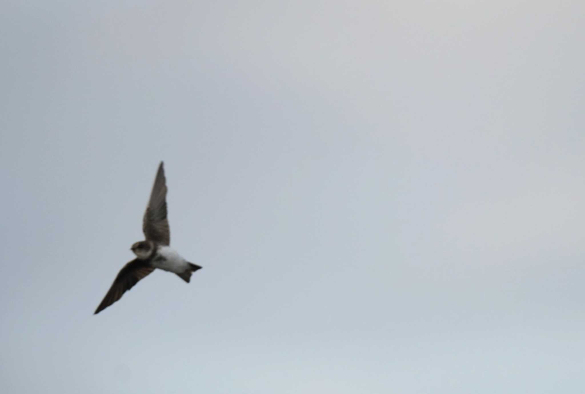 Sand Martin