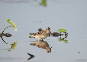 Broad-billed Sandpiper Inashiki Sat, 9/30/2023