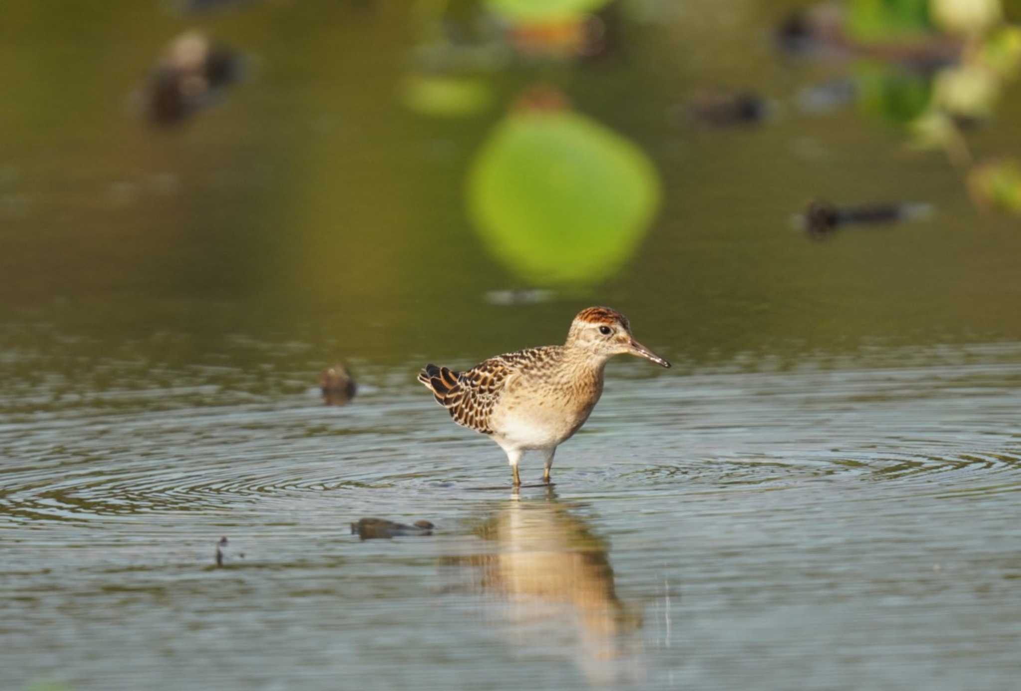 Sharp-tailed Sandpiper