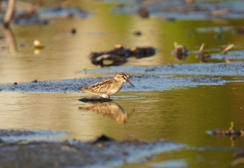 Broad-billed Sandpiper Inashiki Sat, 9/30/2023