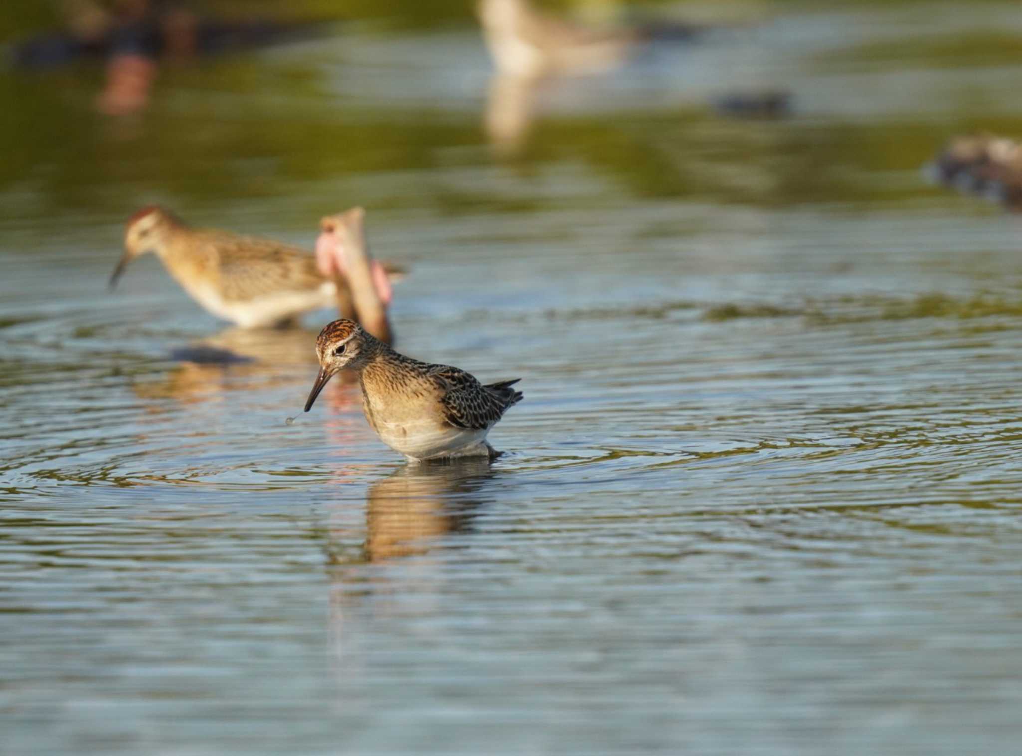 Pectoral Sandpiper