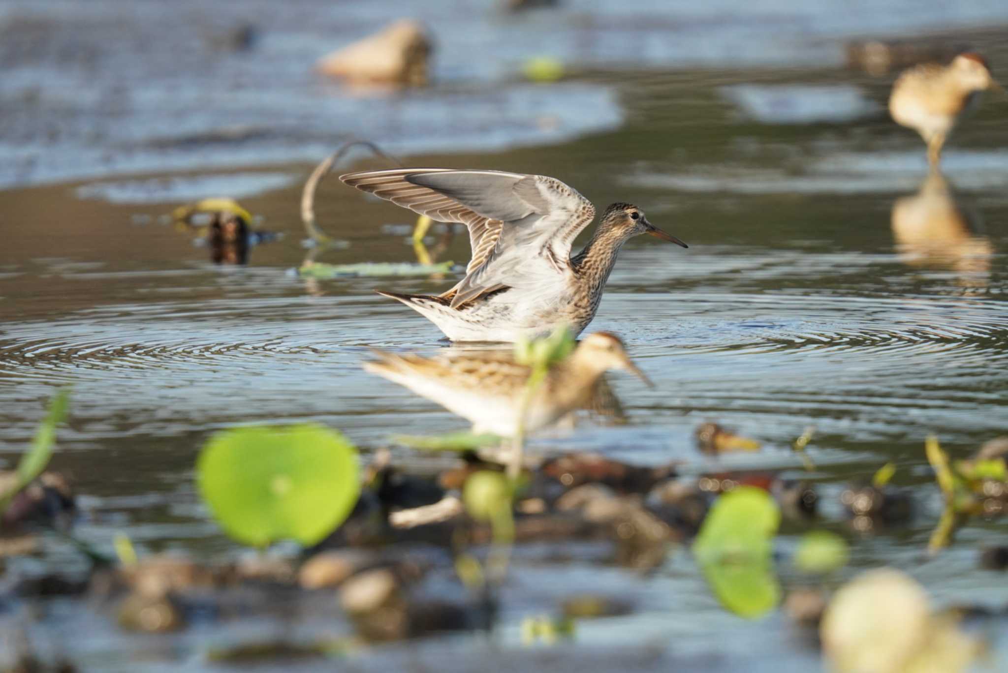 Pectoral Sandpiper