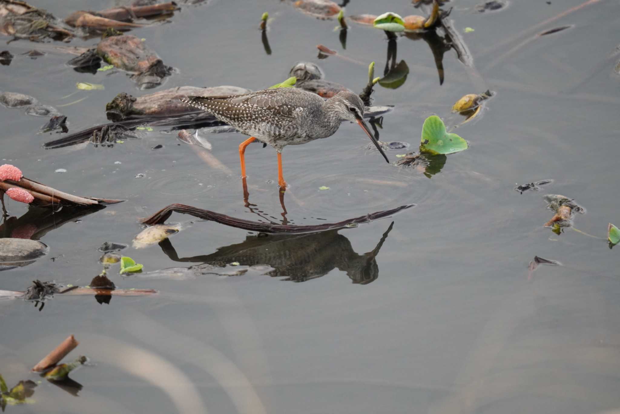 Spotted Redshank