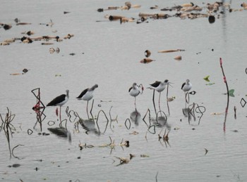 2023年9月29日(金) 稲敷市の野鳥観察記録