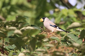 Japanese Grosbeak 北海道 函館市 東山 Sat, 9/30/2023