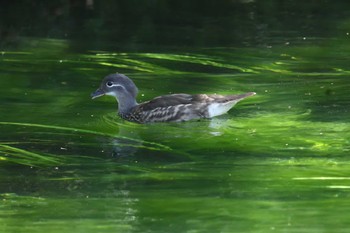 2023年9月10日(日) 戦場ヶ原の野鳥観察記録