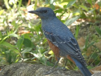 Sat, 9/9/2023 Birding report at 馬見丘陵公園