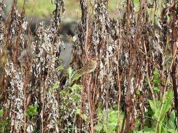 Little Bunting Hegura Island Thu, 9/13/2018