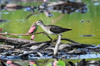 Wood Sandpiper 霞ヶ浦 Sat, 9/30/2023