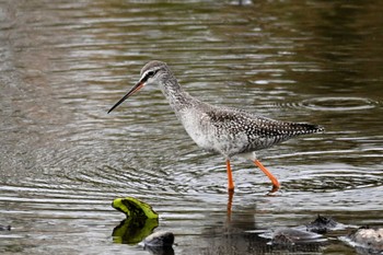 Spotted Redshank 霞ヶ浦 Sat, 9/30/2023