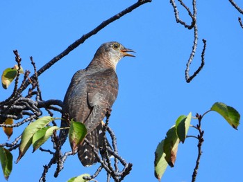 Oriental Cuckoo マイフィールドa Sat, 9/30/2023