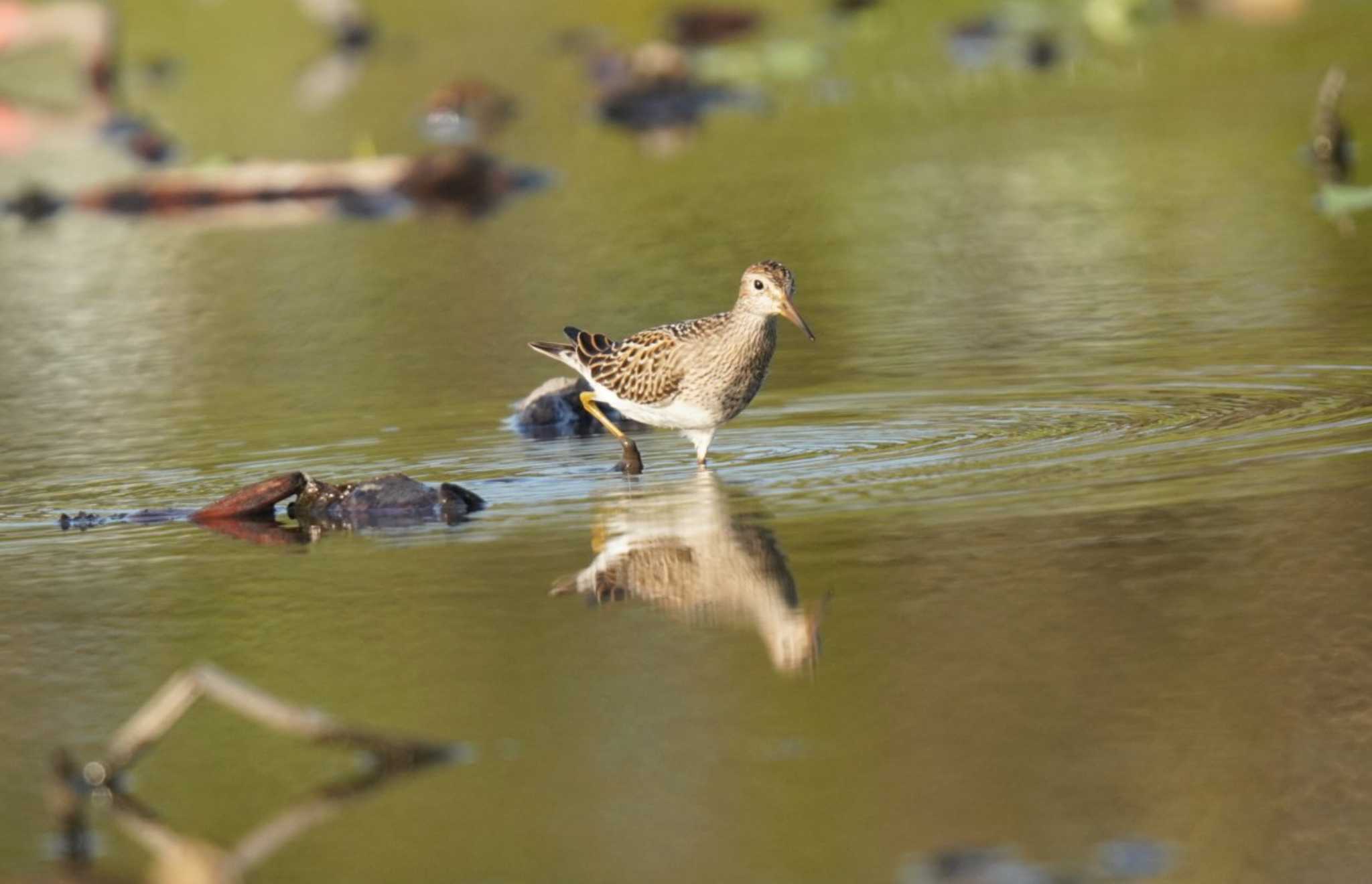 Pectoral Sandpiper