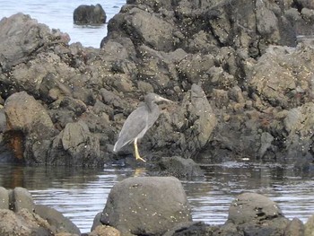 Pacific Reef Heron Hegura Island Thu, 9/13/2018