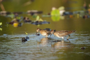 アメリカウズラシギ 稲敷 2023年9月30日(土)