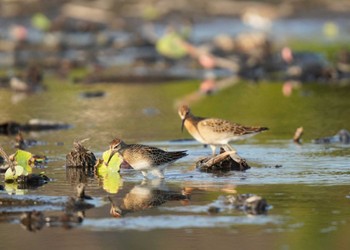 アメリカウズラシギ 稲敷 2023年9月30日(土)