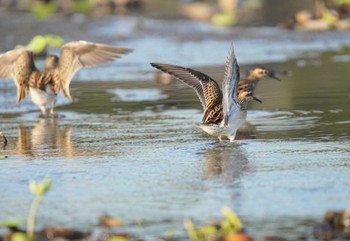 アメリカウズラシギ 稲敷 2023年9月30日(土)