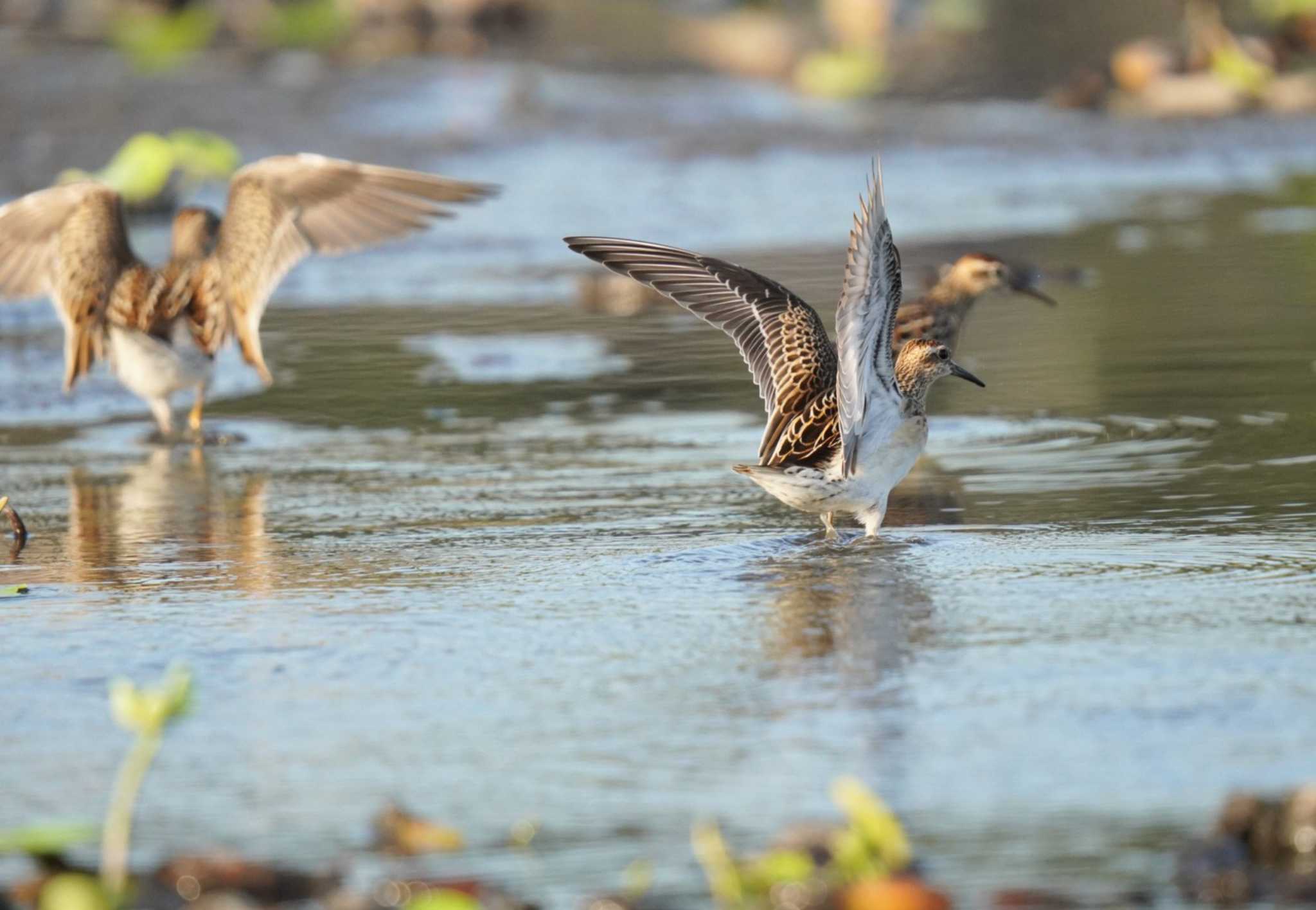 Pectoral Sandpiper