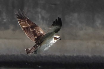 2023年9月24日(日) 三河一色海岸(西尾市)の野鳥観察記録