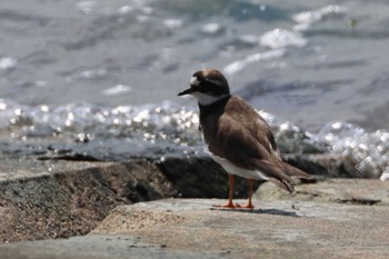 Common Ringed Plover 三河一色海岸(西尾市) Sun, 9/24/2023