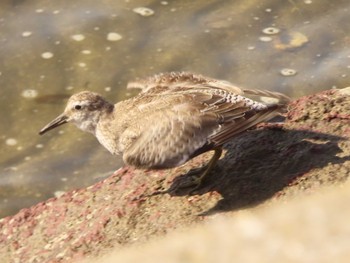 Red Knot Sambanze Tideland Sat, 9/30/2023