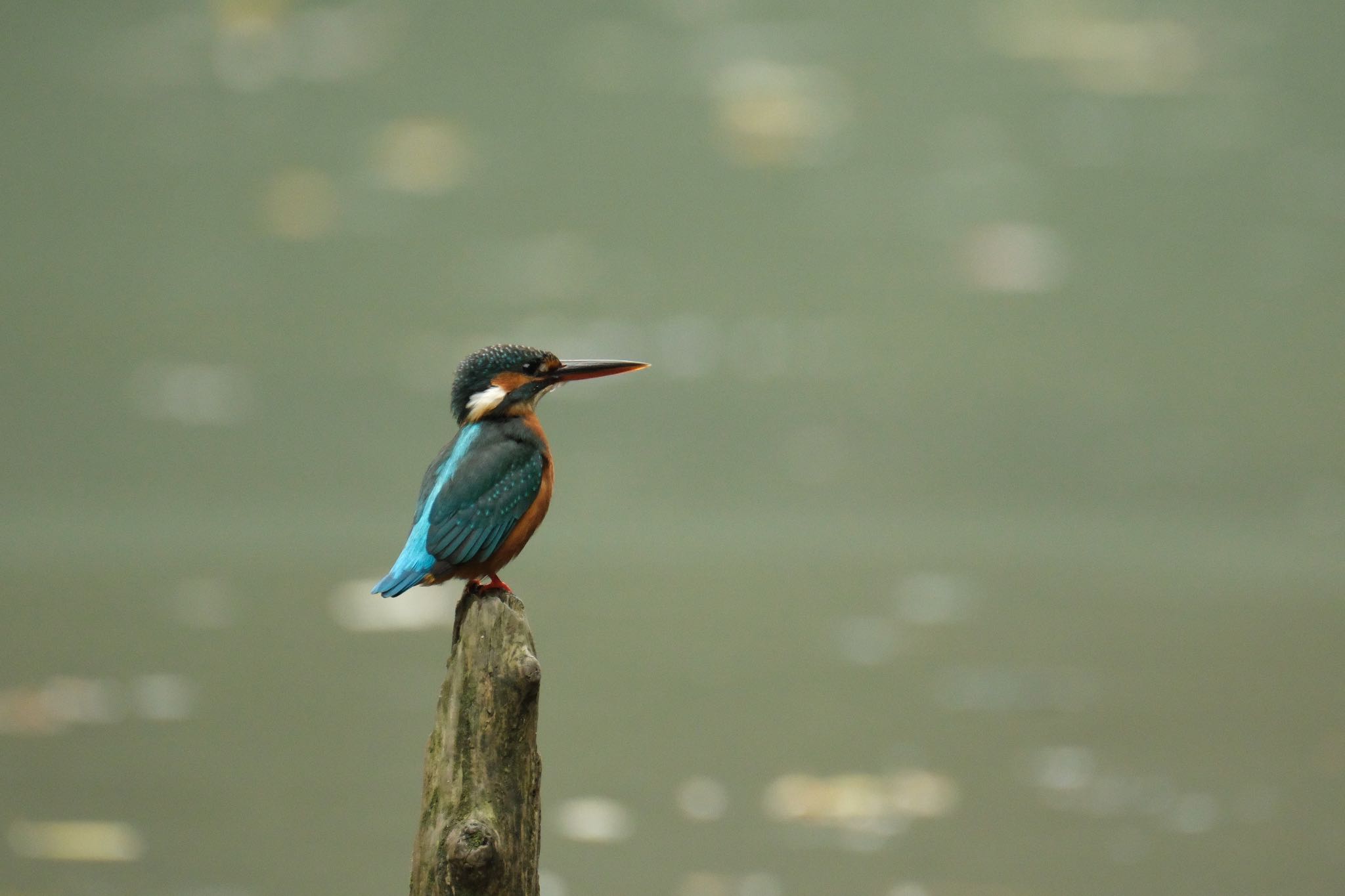 Photo of Common Kingfisher at 愛鷹広域公園 by ポン介