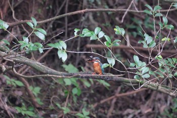Common Kingfisher 愛鷹広域公園 Sat, 9/30/2023
